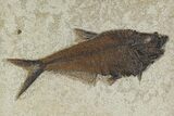 Framed Fossil Fish (Diplomystus) - Wyoming #129132-1